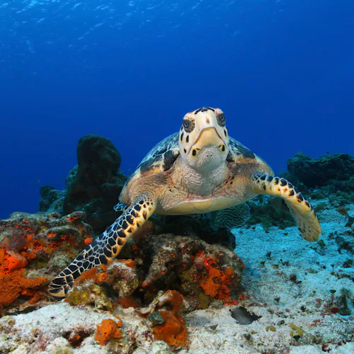Cozumel Schildkröte